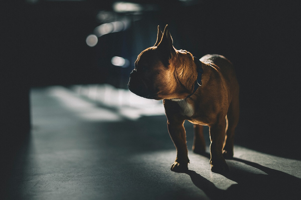 通路に犬